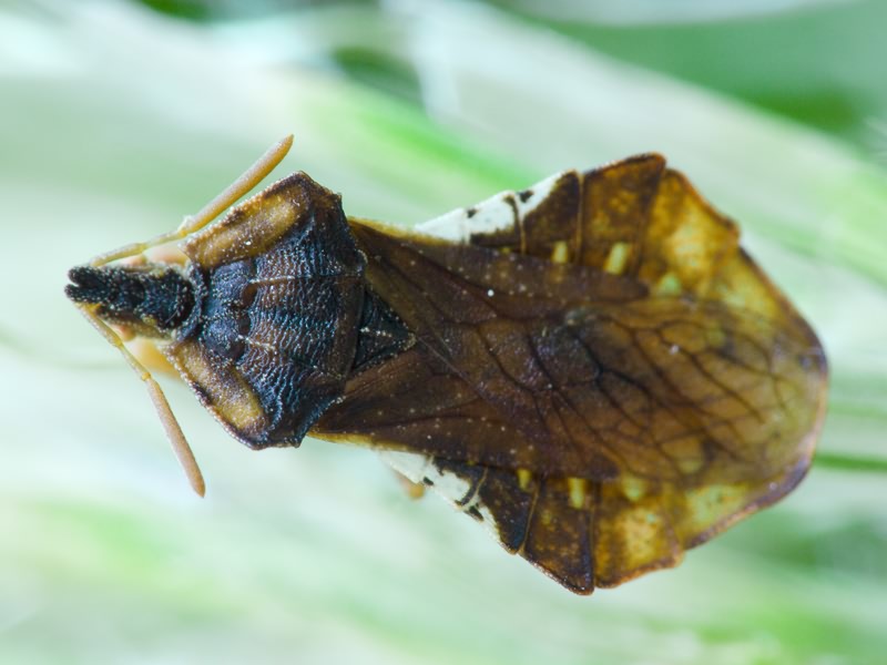 Phymata crassipes (Fabricius, 1775)